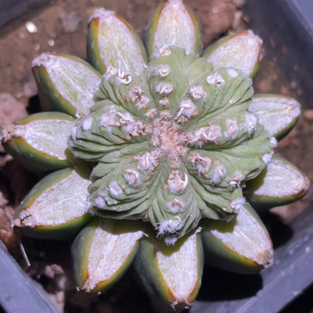 全部花朵大玉老花笼