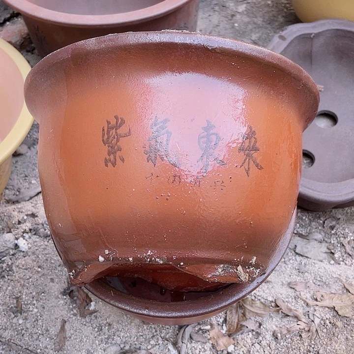 紫砂25/25紫气东来花片花