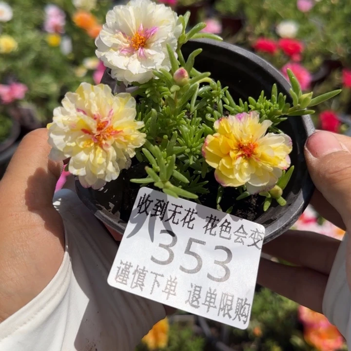 无花朵353矮超小苗盆口10cm