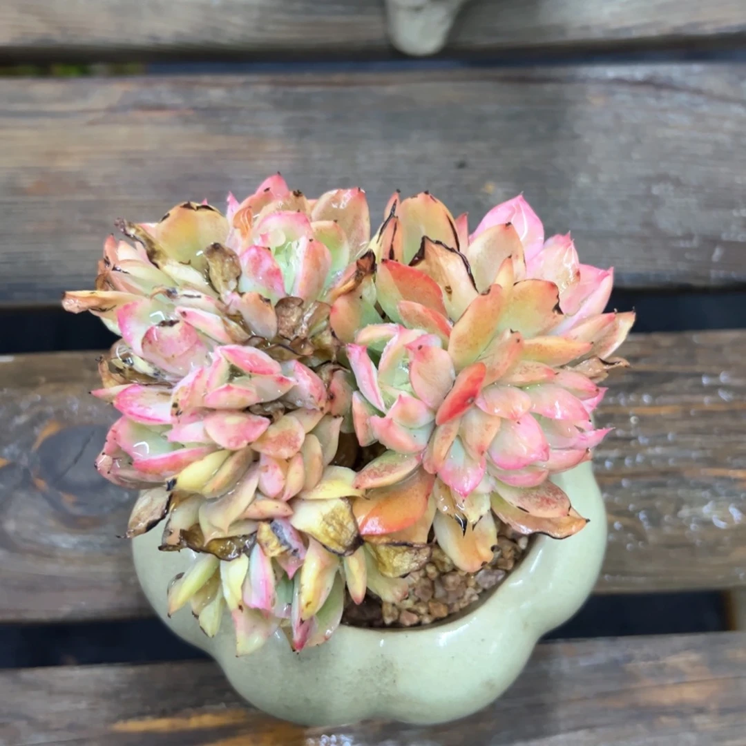 绮罗锦18 零零多肉植物