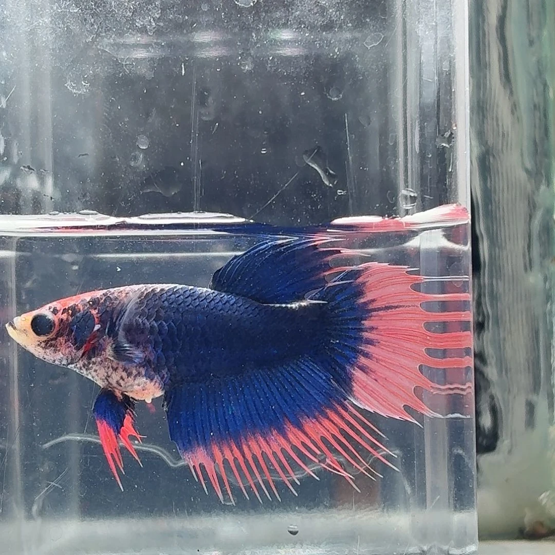 斗鱼泰国斗鱼直播125
