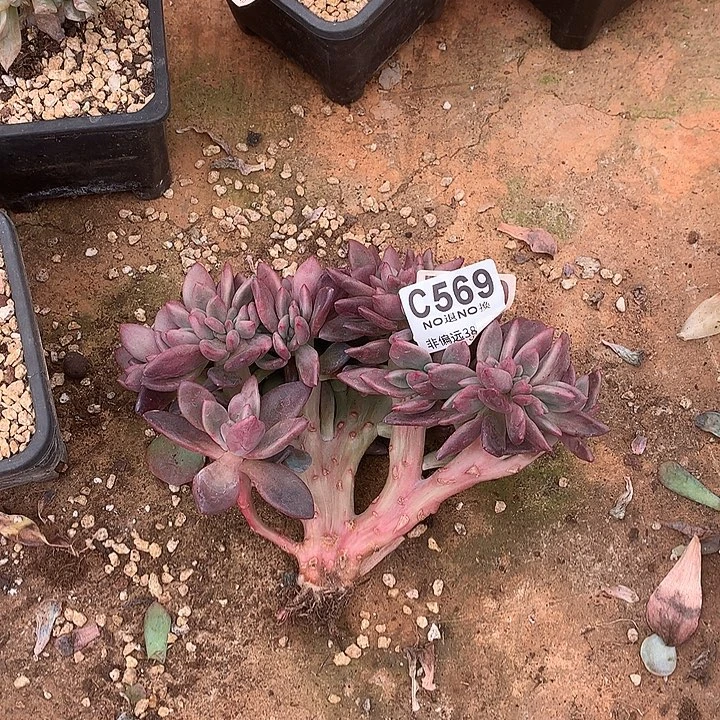 桃花源缀化 569 需要延迟发货 满100 送可爱玫瑰缀化