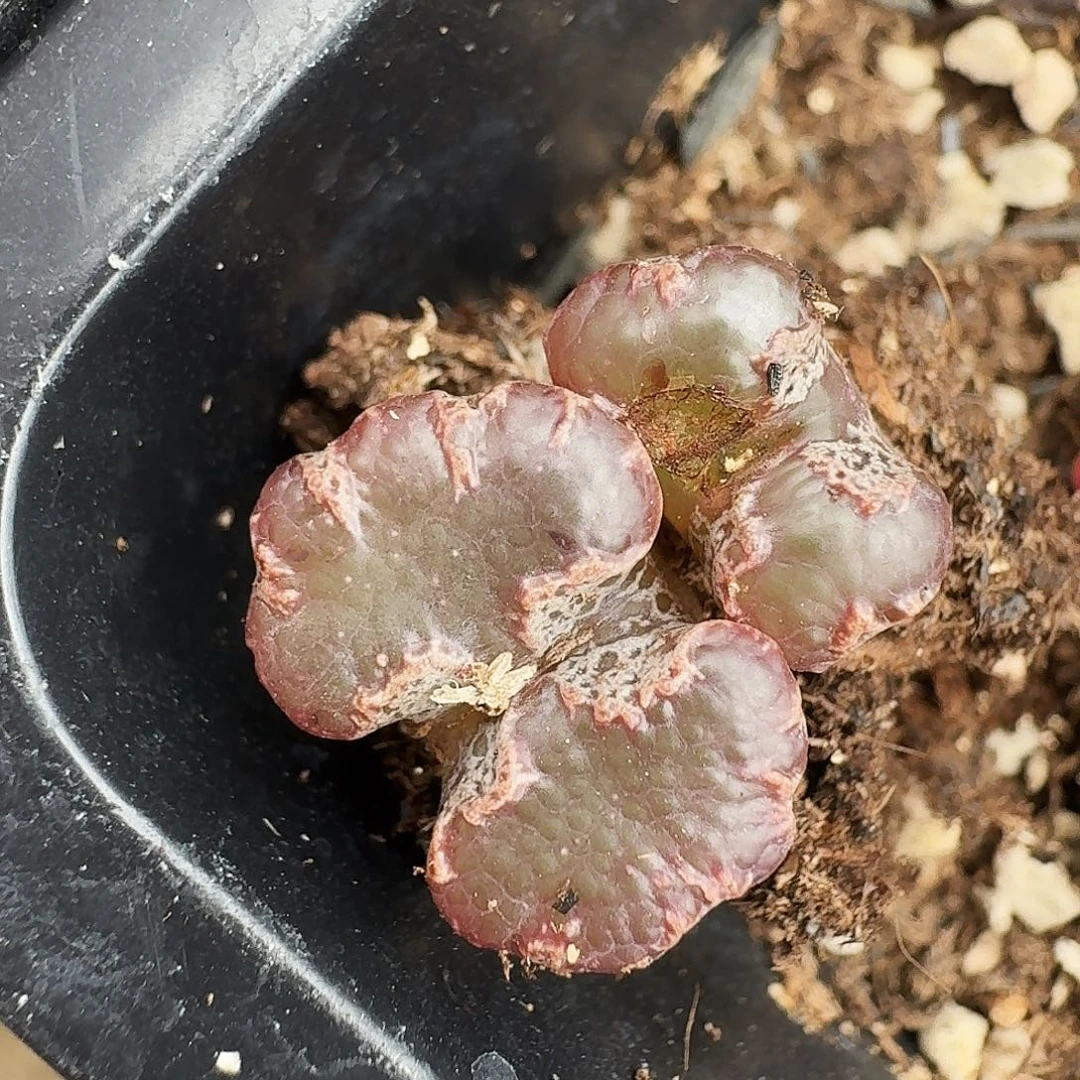 多肉植物福利风铃278