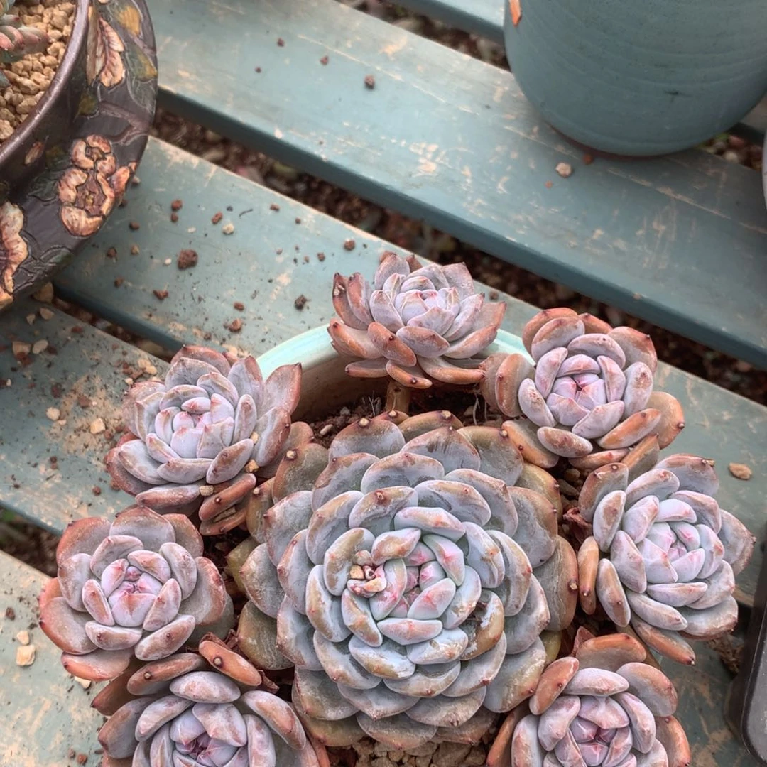 无花朵初心哈哈哈哈哈哈哈哈哈