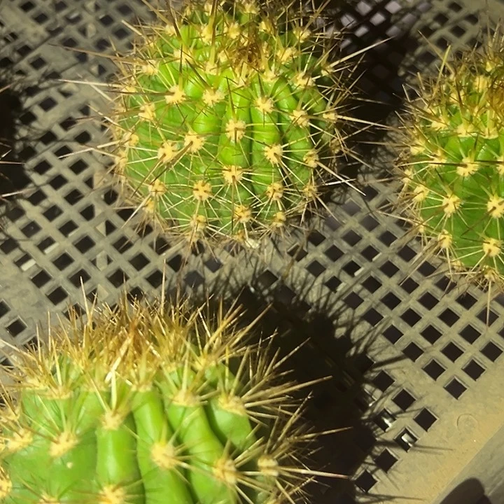 仙人球星火超越侧牙