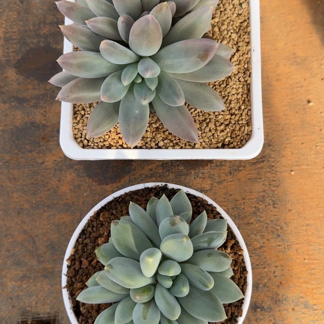 多肉植物哥特组合寄养