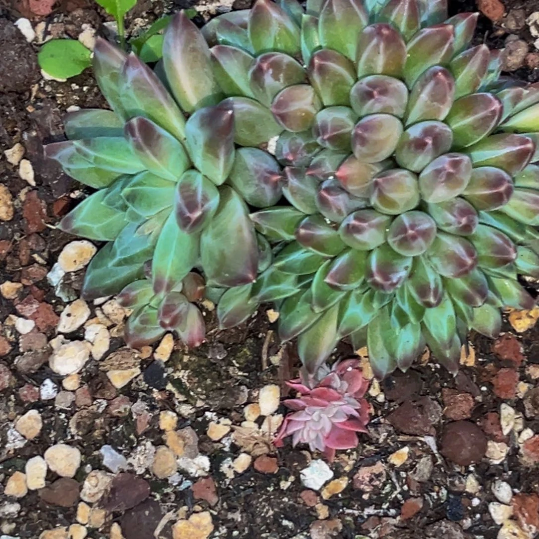 9048下午多肉植物群生