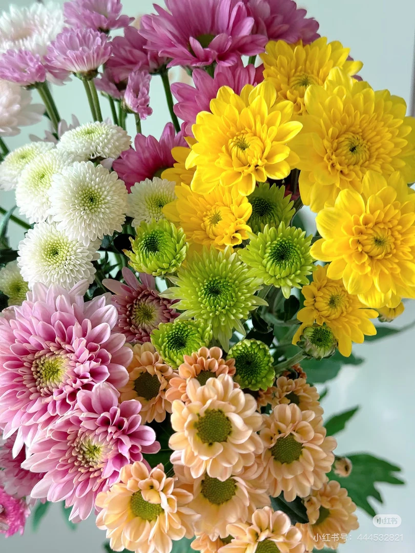 【超长待机王】雏菊5支