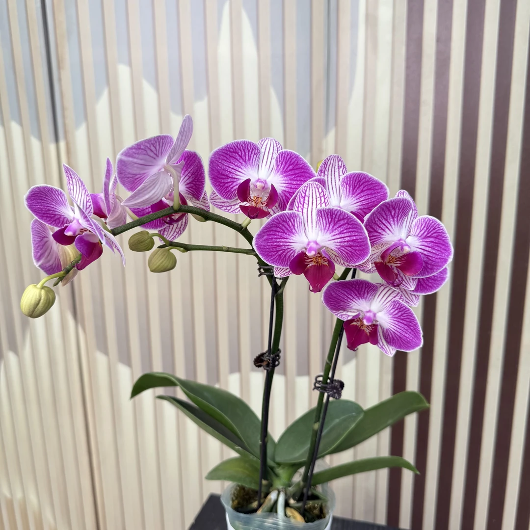 双花剑3.0加高杯{天堂鸟}高品质蝴蝶兰 带花剑发货 6-7个月花期