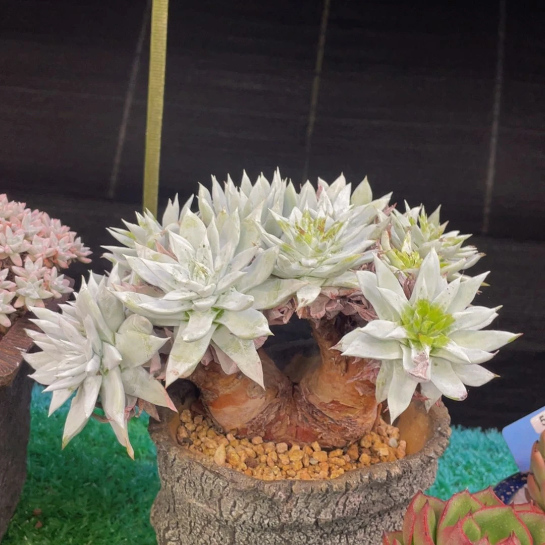 多肉植物盆栽多肉