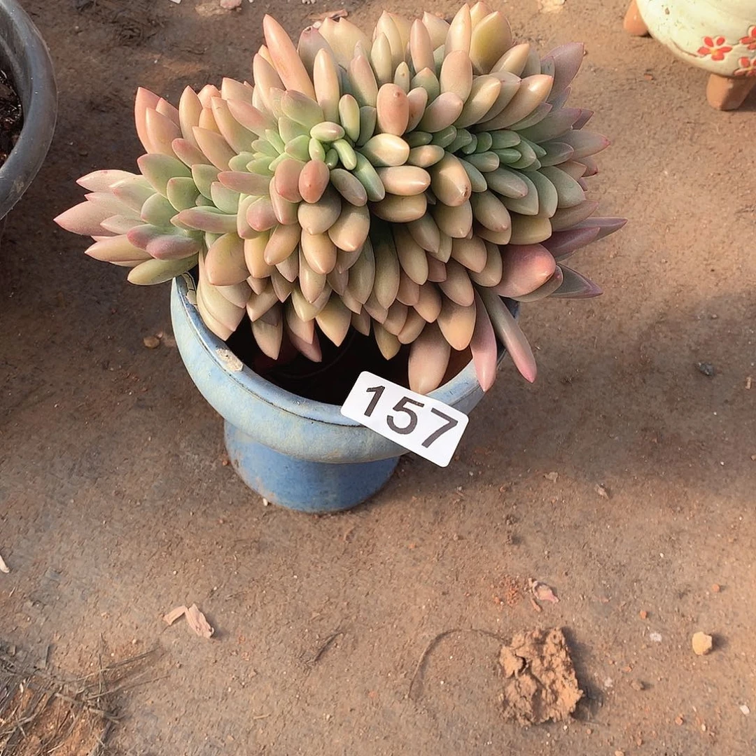 157桃花源缀一物一拍多肉