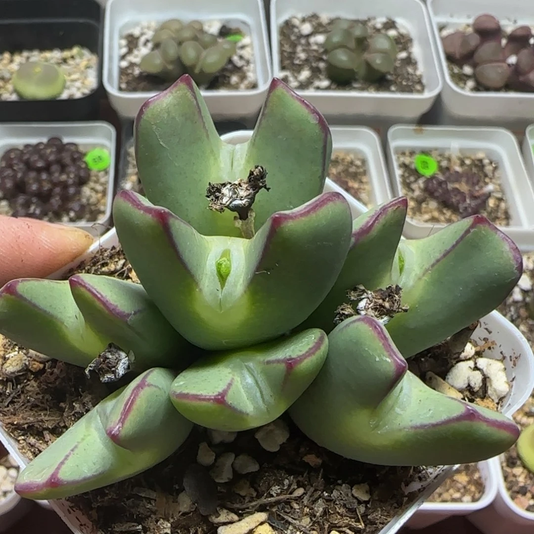 红边嘟嘟嘴多肉植物959