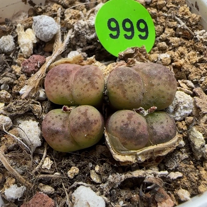 杂交多肉植物999