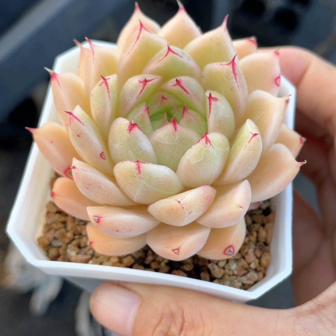 优选枫叶麦杆1215