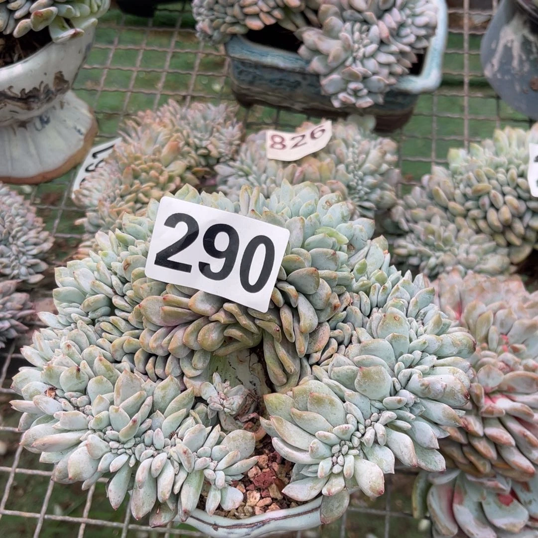 290高14588888888888
