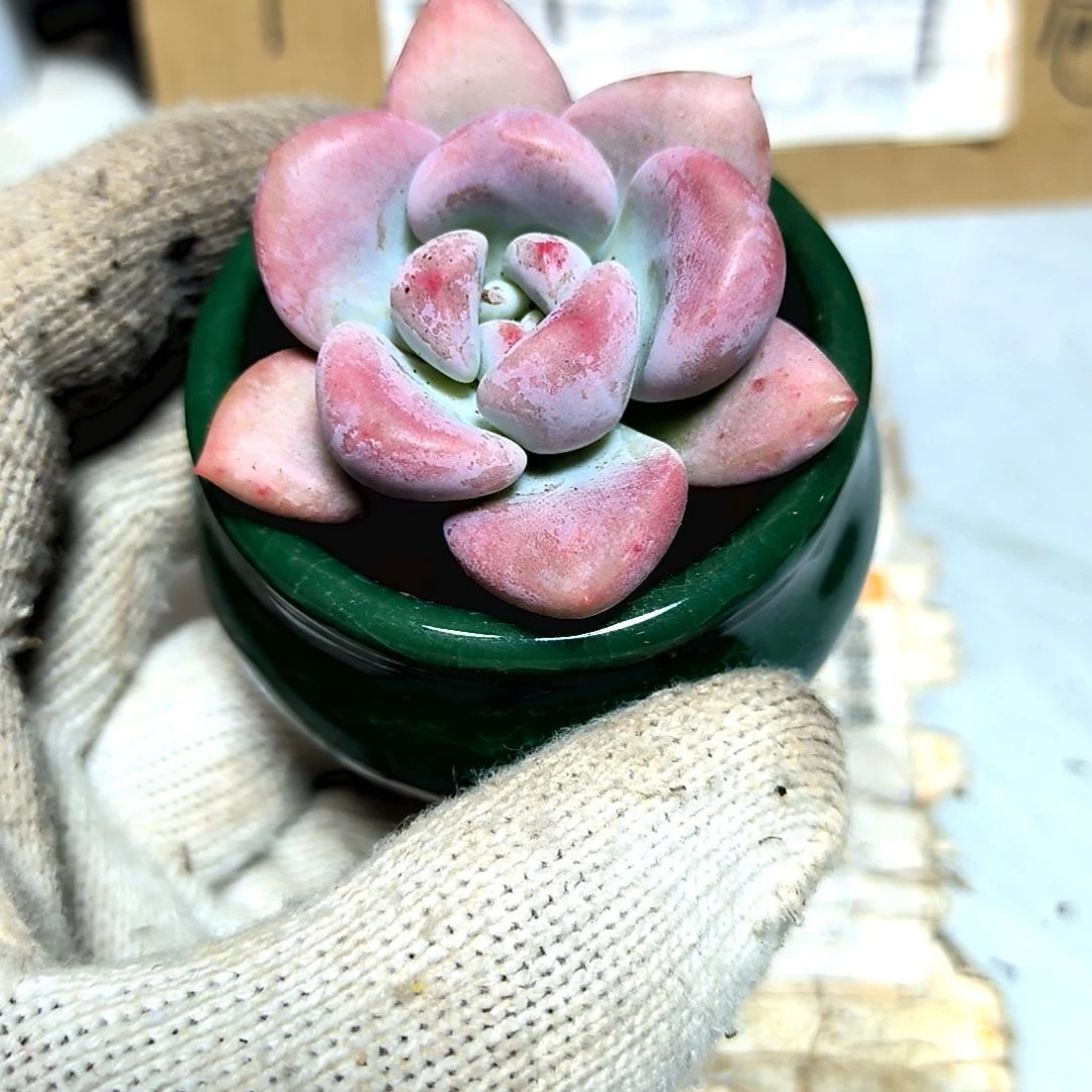 满9元包邮，粉胖子一颗