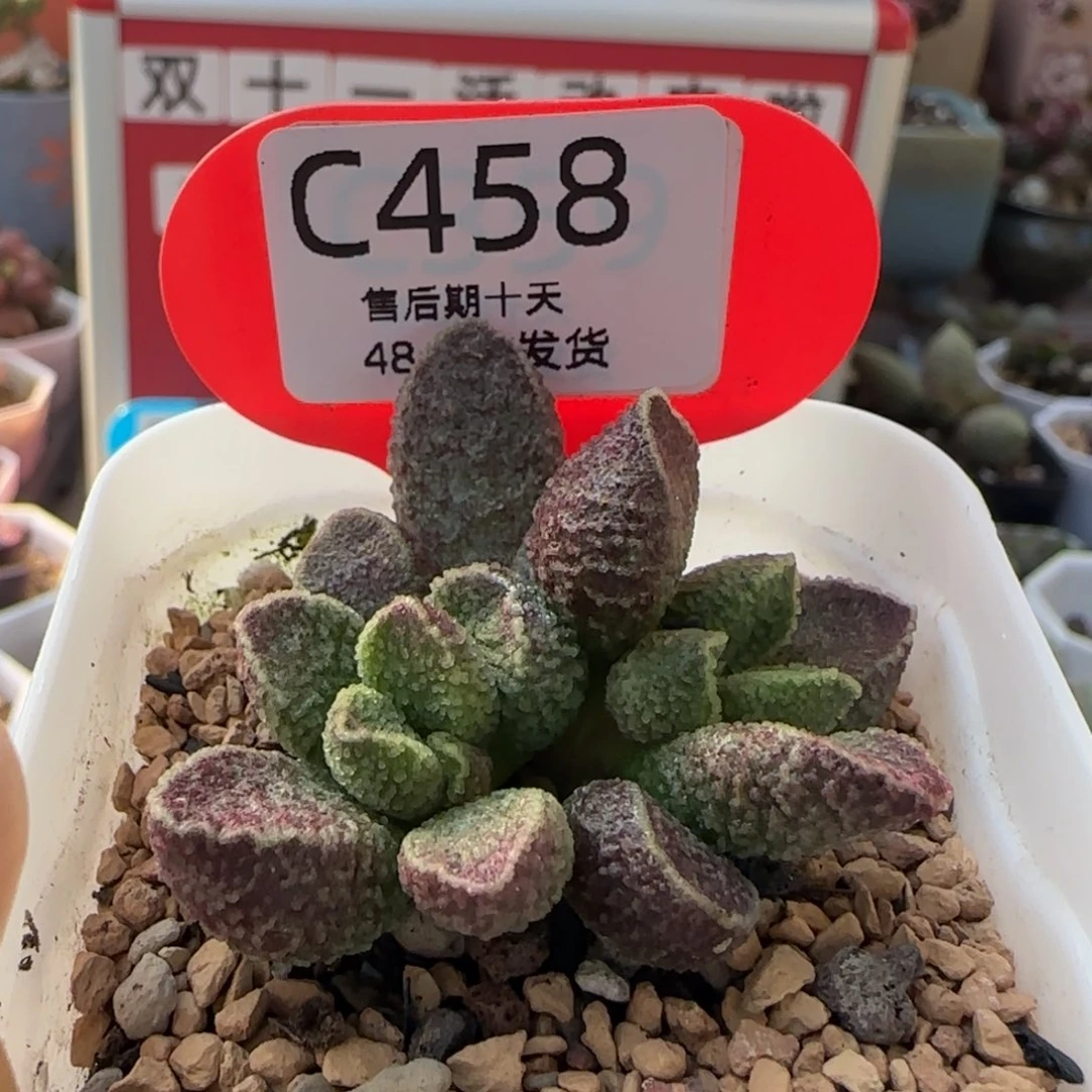 紫电。     458。