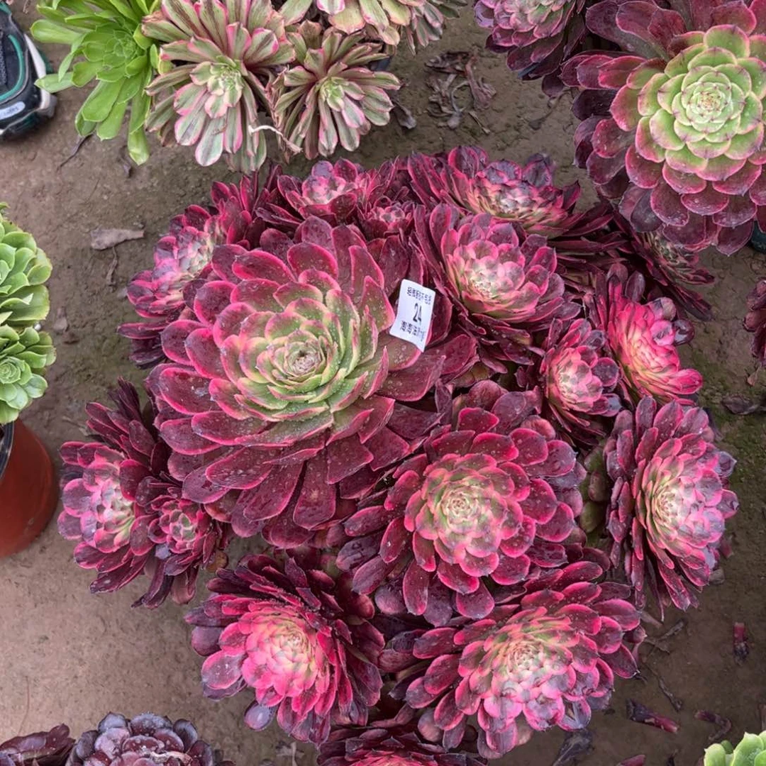 24黑金刚多肉植物法师