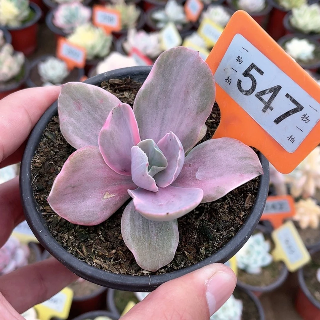 【闪购商品】547号