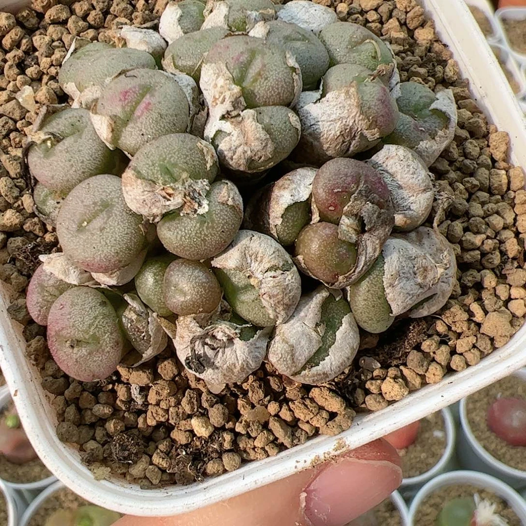 【闪购商品】367 小煎饼