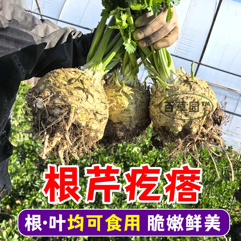 根芹苗种球根茎食用耐寒四季阳台盆栽洋芹种子易活蔬菜地中海寿光