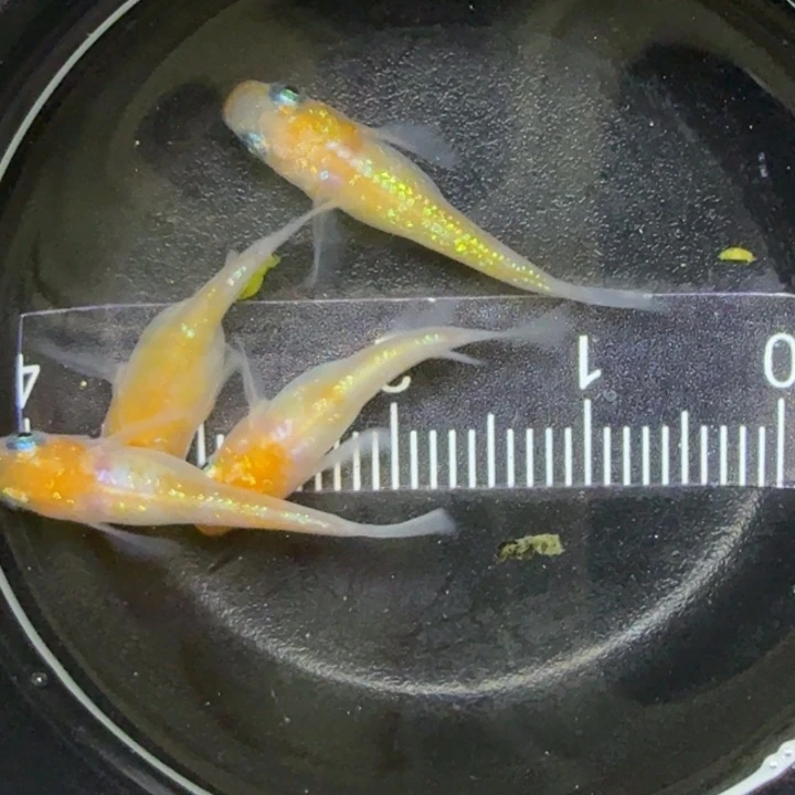 青鳉鱼短球体王华16号