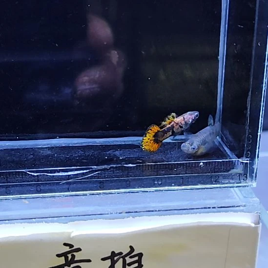 孔雀鱼7马晶塔虎斑圆尾一对