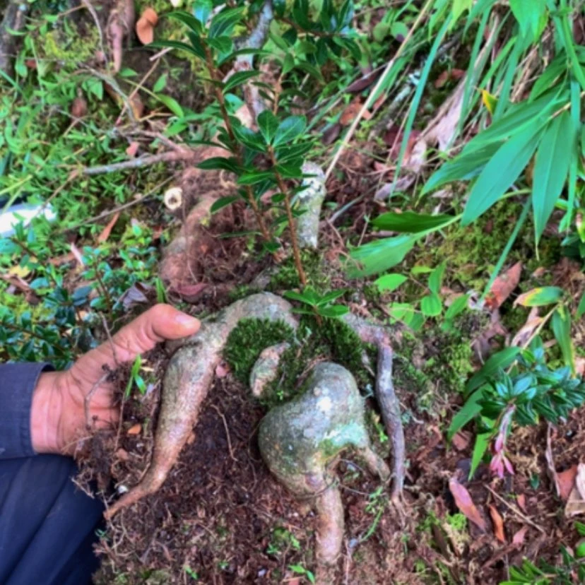 【闪购商品】无花朵