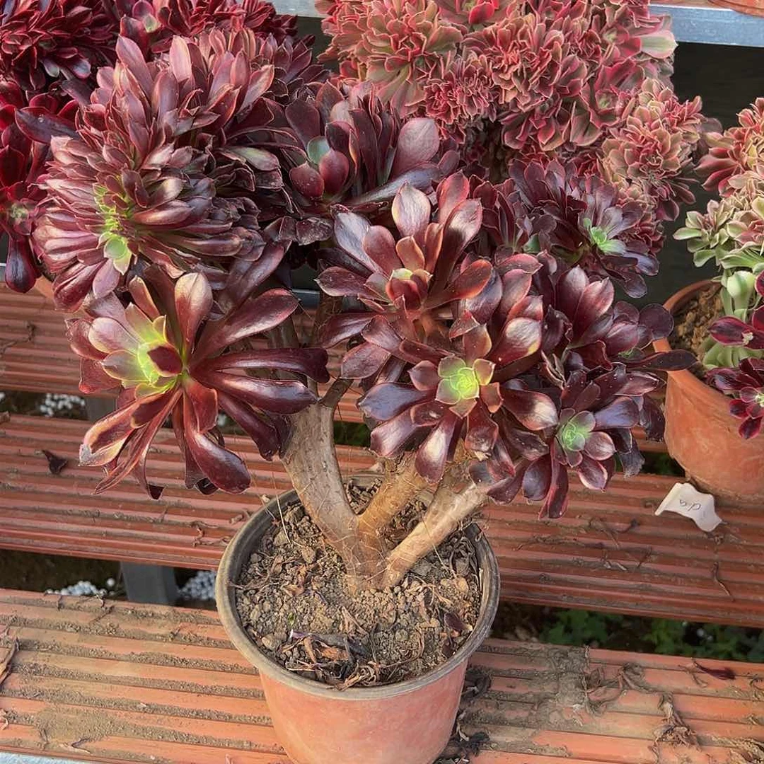 我****光下播福利欧嘉莉缀