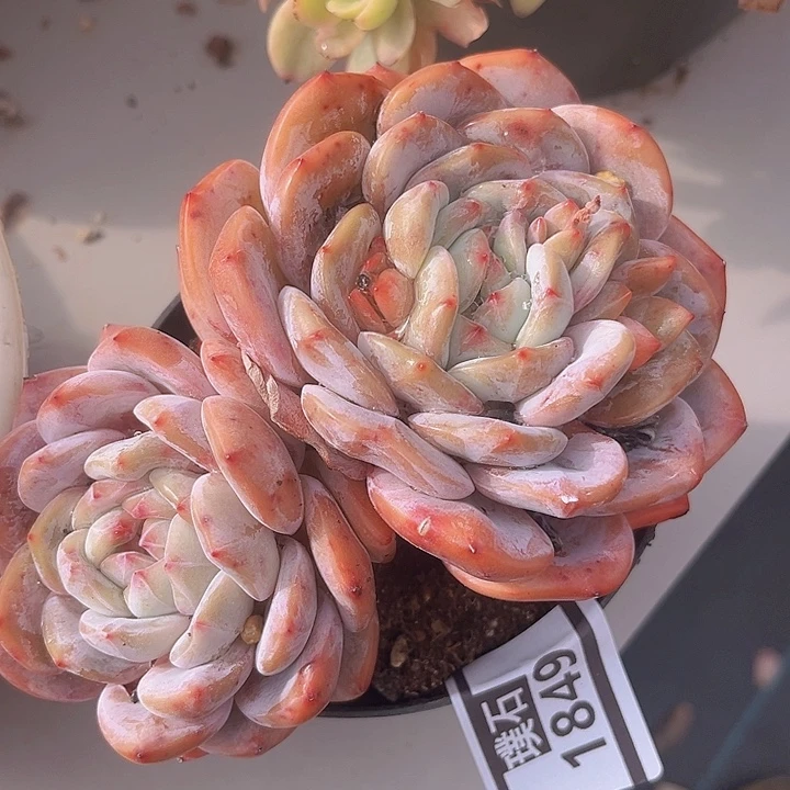 石榴籽1849多肉植物