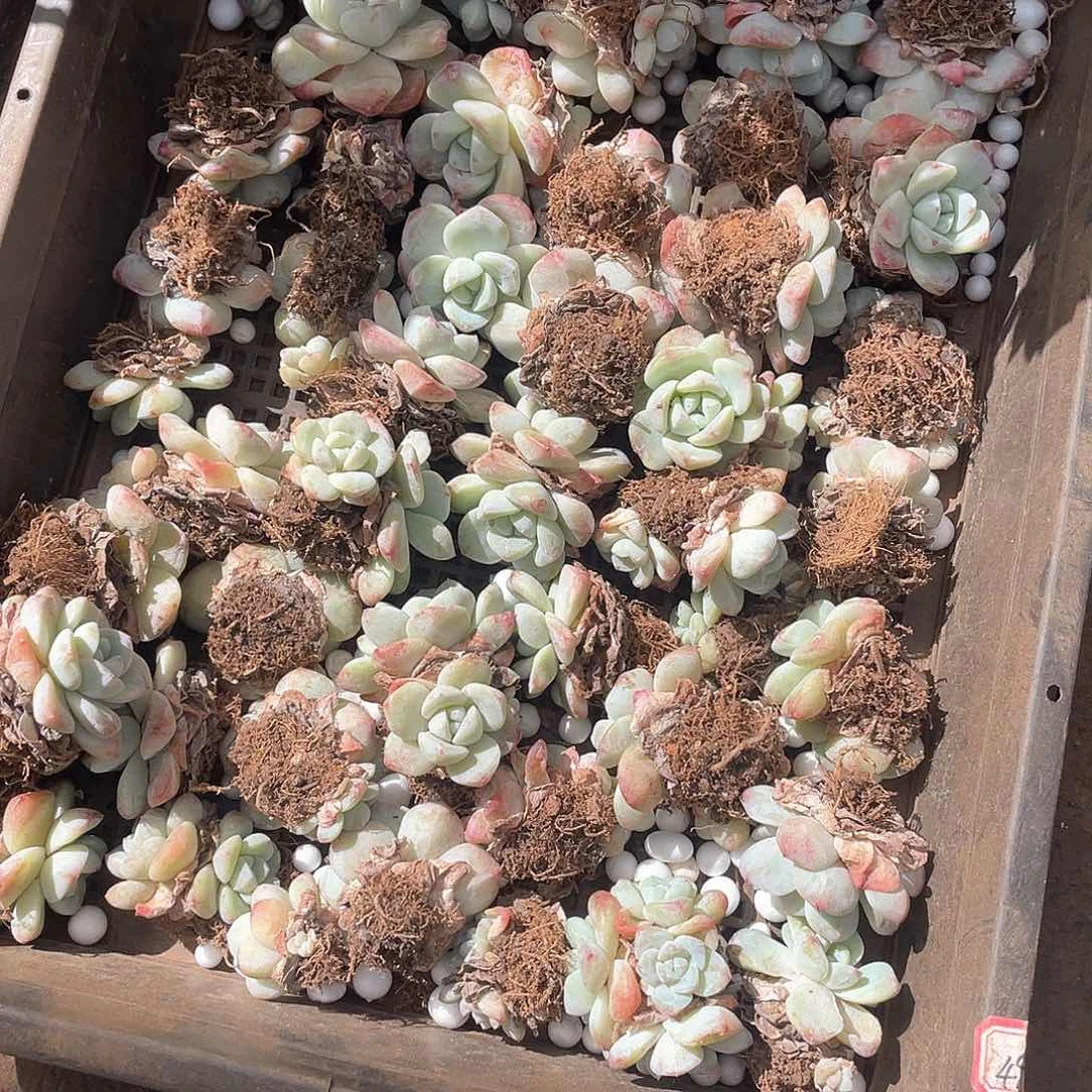 蔡*•338冰玉一框一物一拍多肉