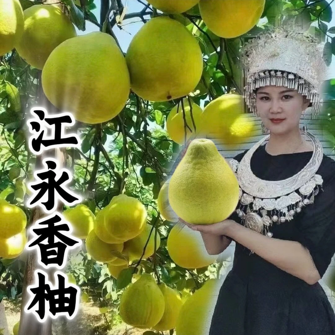 正宗江永香柚沙田柚产地直发老树果纯甜应季水果