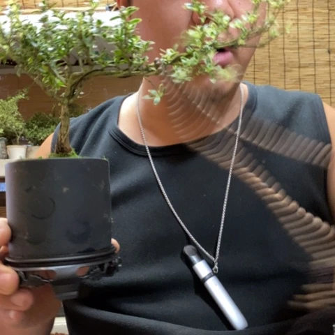 红陶一物一拍所见即所得243