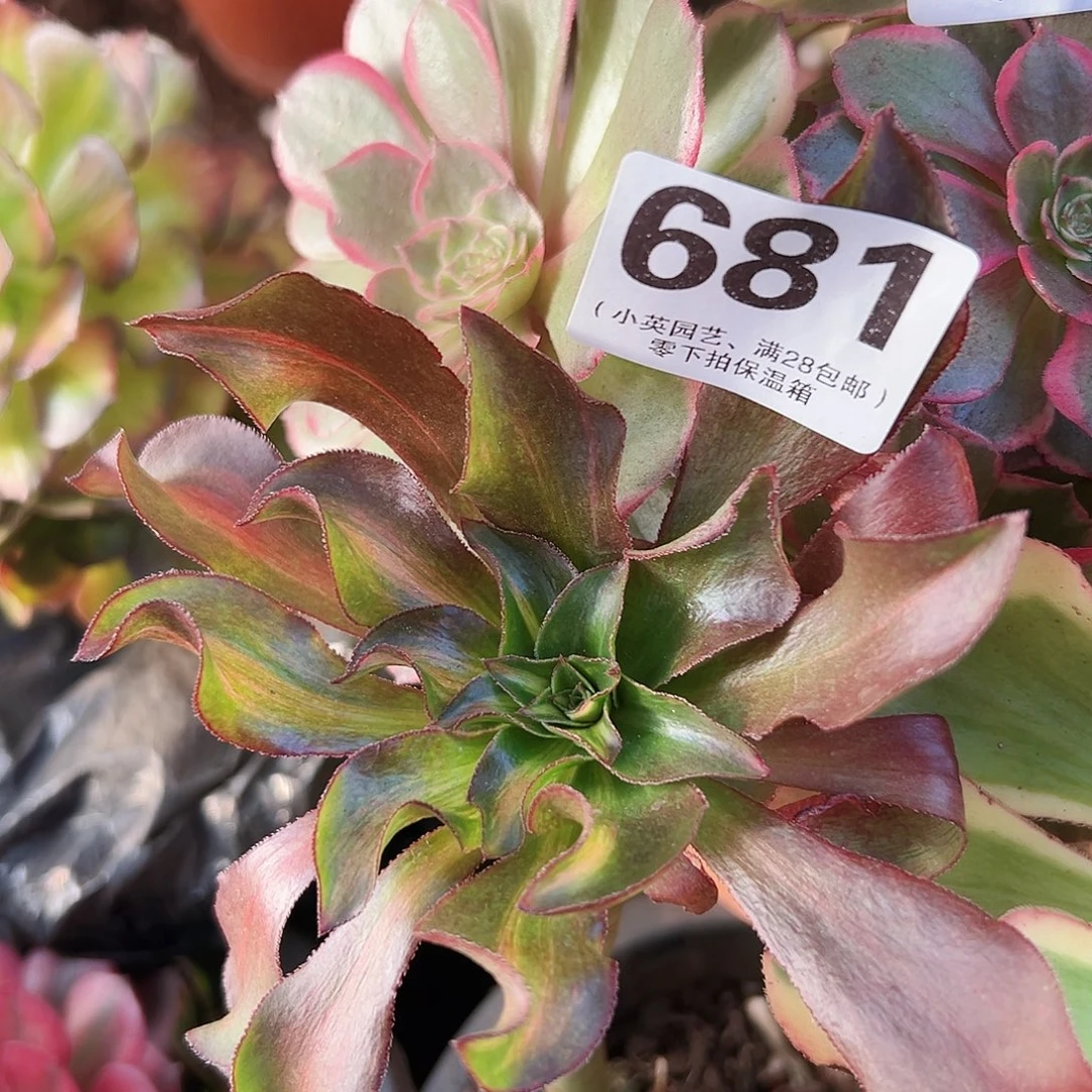小冰七彩681多肉植物多肉植物