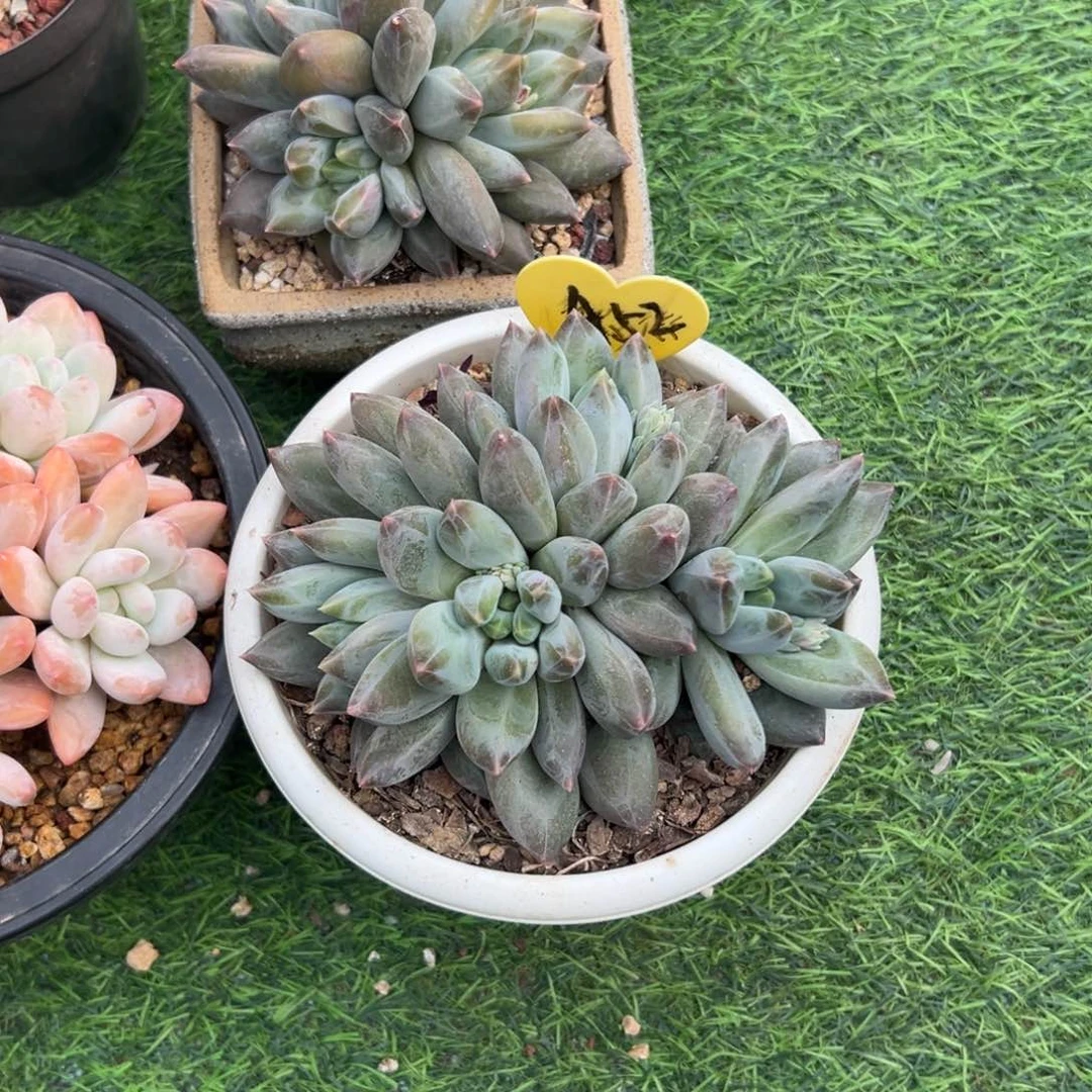 大**～多肉植物一物一拍