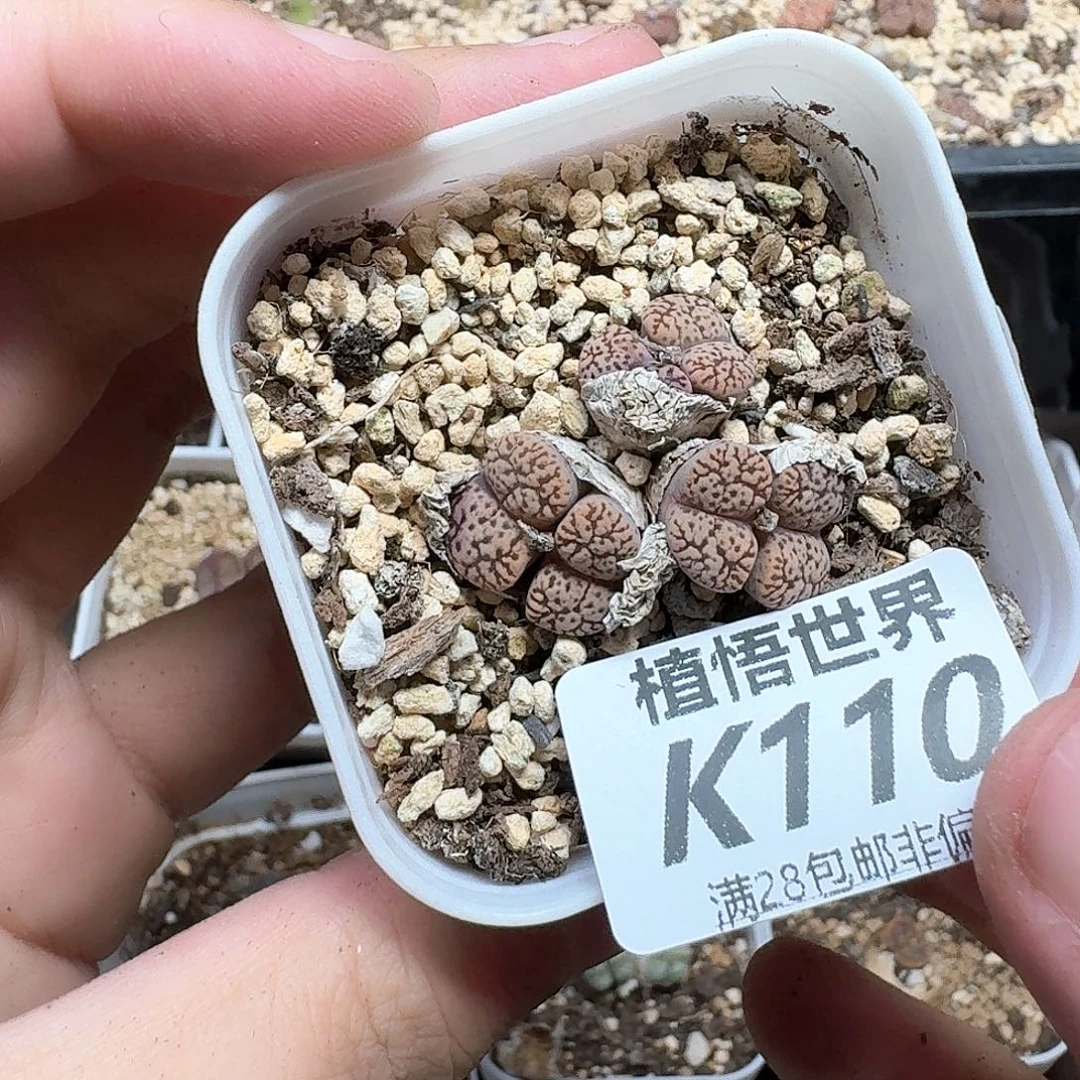 多肉植物的润泽动作