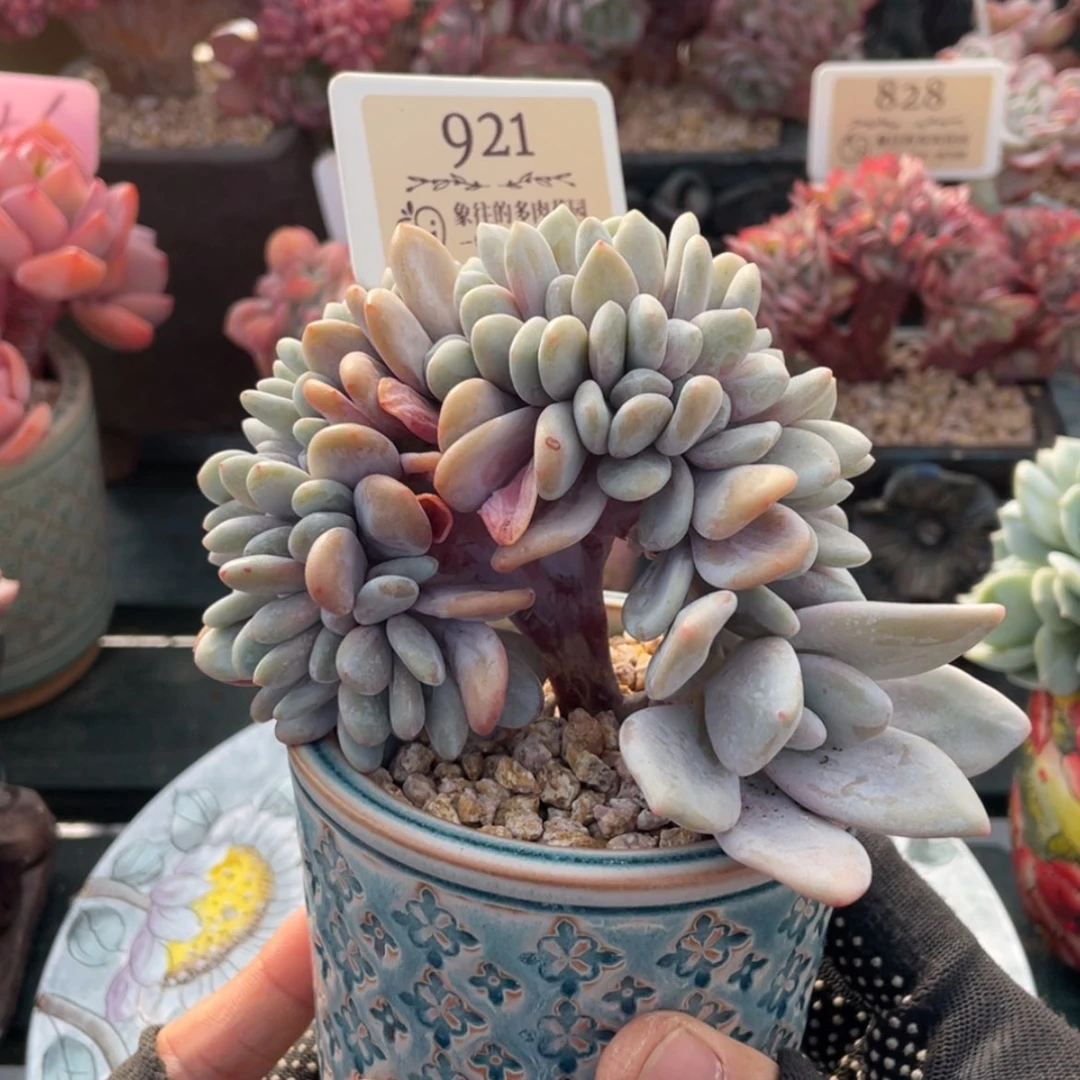 【闪购商品】粉兔921