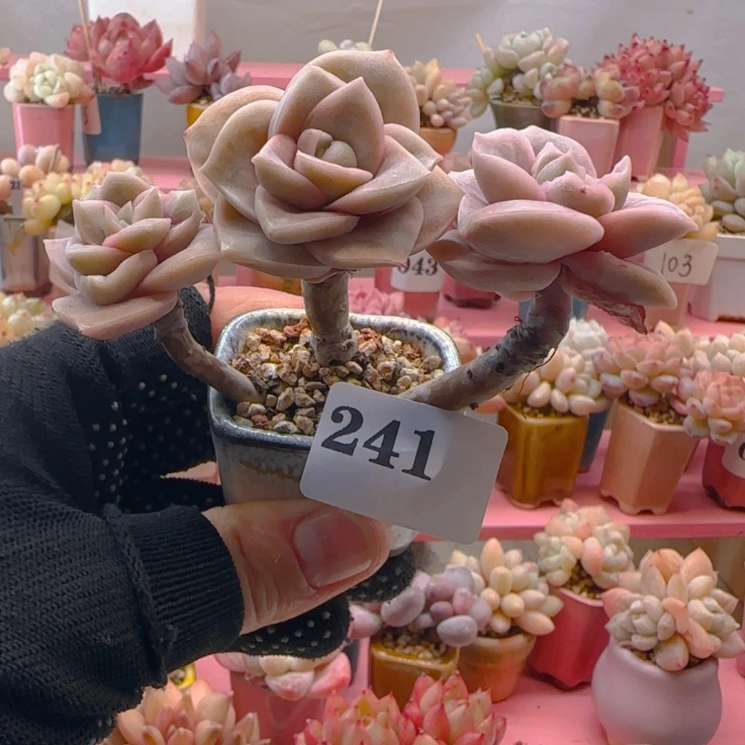 蘑*头专拍专拍专拍专拍专拍