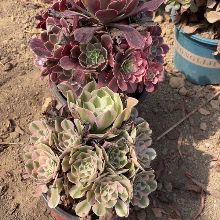 无花朵251对肉植物组合无售后