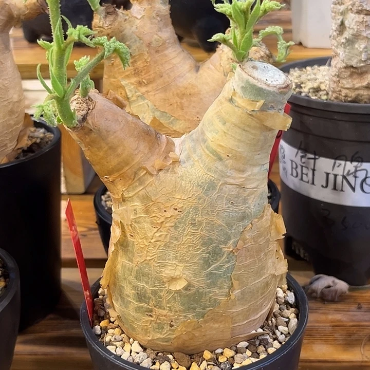 汤圆植物安哥拉葡萄翁D12