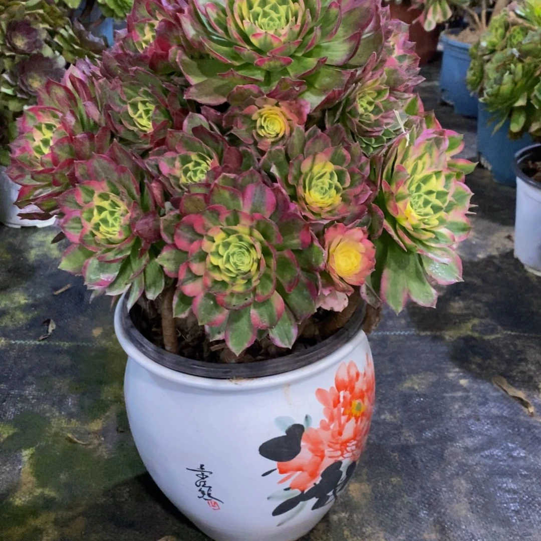 511海王法师锦一棵