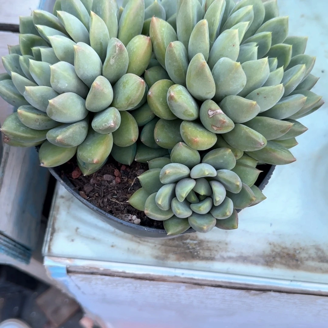 多肉植物多肉植物