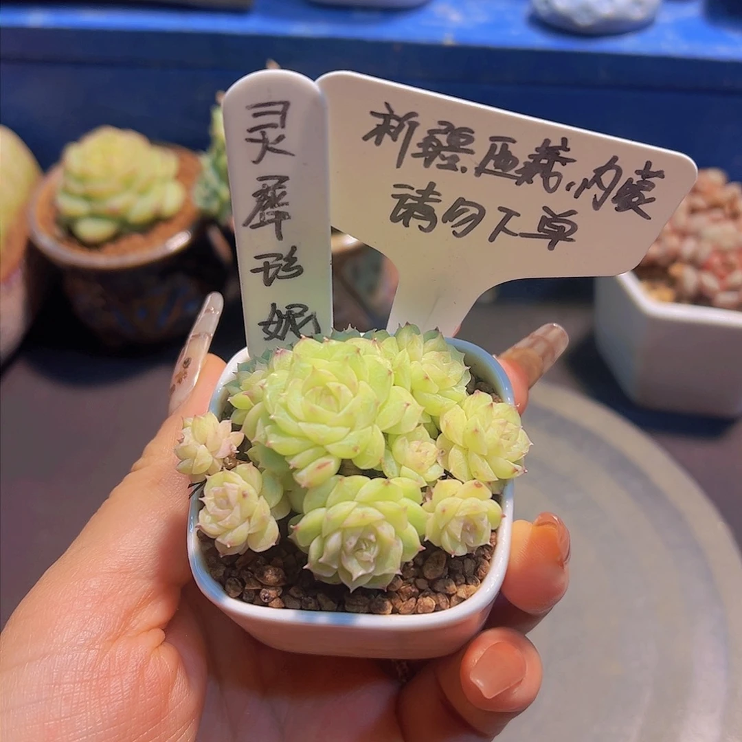 灵犀珍妮，带盆发货，