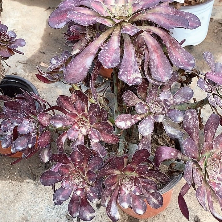 979晚霞多肉植物法师