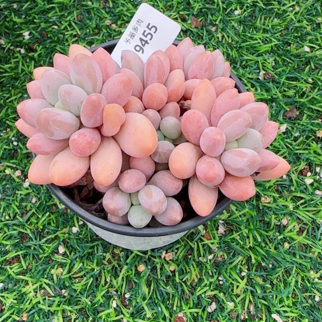 粉恋无砍，9455多肉植物