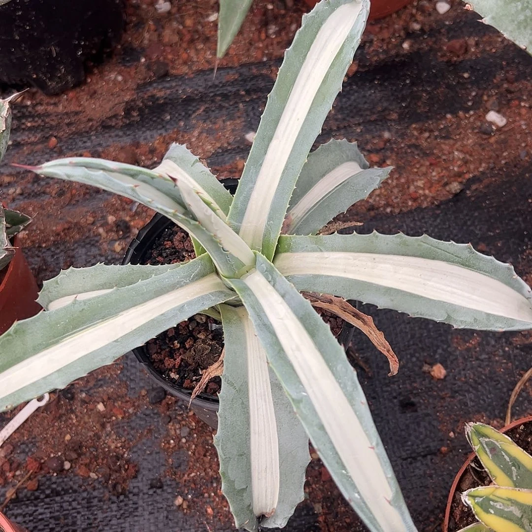 华严白中斑锦龙舌兰