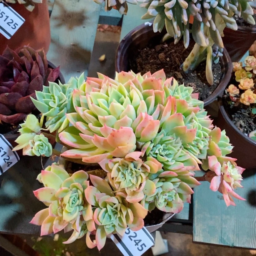 【闪购商品】A*拉三色堇05245