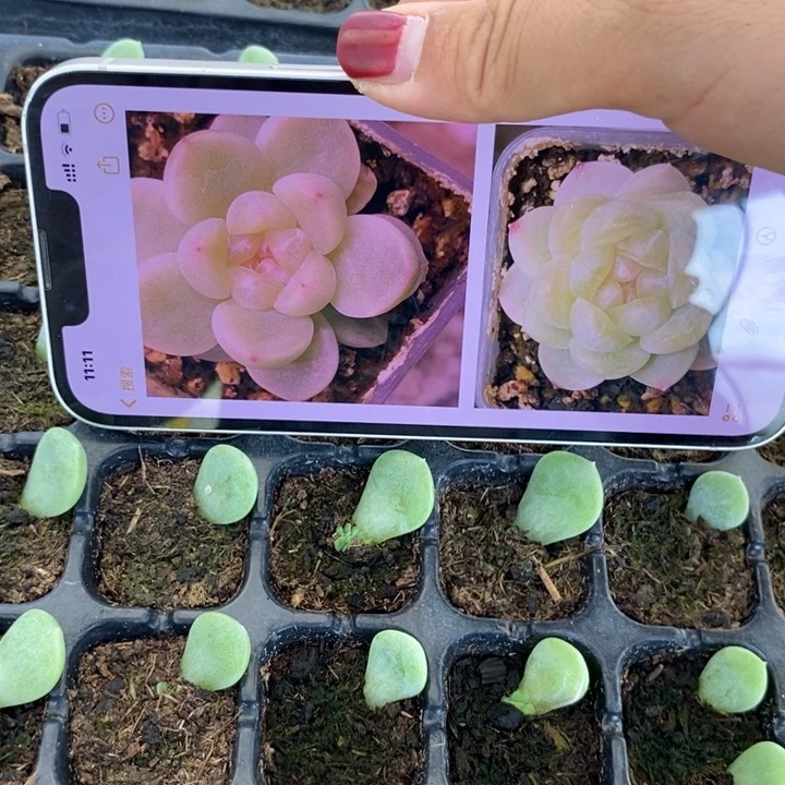 财富F芽苗一个多肉