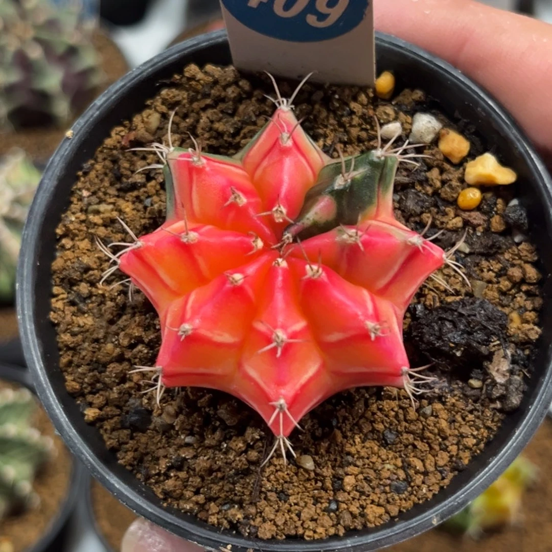 409实生米哈锦带盆带土