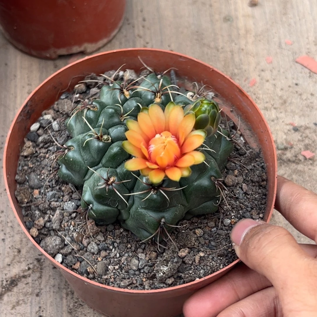 往***K实生绯花玉仙人球3